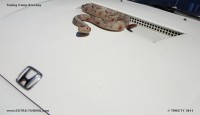 dsc00128.jpg
