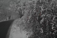 DSC_0138.jpg