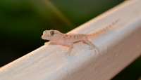 DSC_0421.JPG