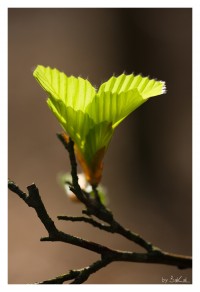 +IMG_0602+.jpg