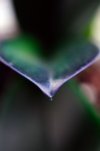 macro 5 mala.jpg