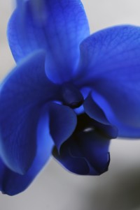macro mala.jpg