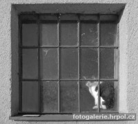 sh_kocour06.jpg