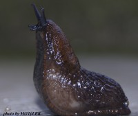 slimak.jpg